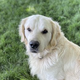 Dart - Golden Retriever
