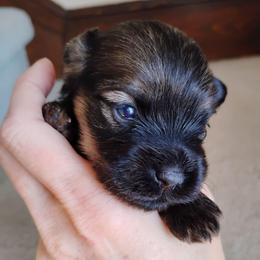 Hope - Red sable female Havanese puppy in Kinston, North Carolina from Court Jester Havanese and Prissy Diva Russian Salon Dogs