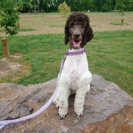 Terra - Poodle