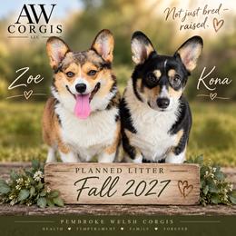 Pembroke Welsh Corgi puppies from AW Corgis