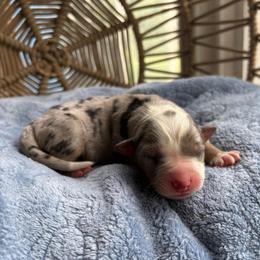 Cassidy - Blue merle female Australian Shepherd puppy in Grants Pass, Oregon from Carmel Mountain Aussies