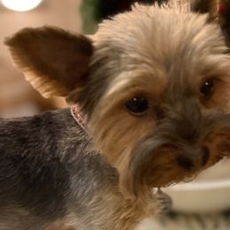 Harley (AKC) - Yorkshire Terrier