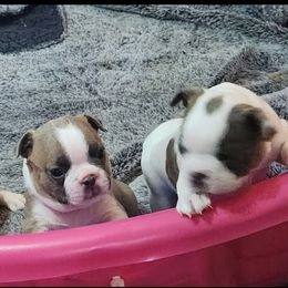 Boston Terrier Puppies from Cristi's Port Bostons