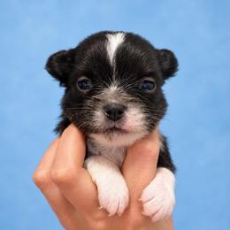 Ham - Black and white male Chihuahua puppy in Walker, Louisiana from Pupcup’s Crown Collection