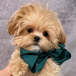 Rocky tiny - Apricot male Maltipoo puppy in San Diego, Temecula, Ontario, California from Yorkie & Maltese Royalty