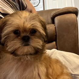 AKC Josie - Red female Shih Tzu puppy in Greenville, South Carolina from Babyface Shih Tzu