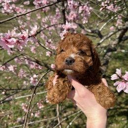 Clara Bell - Red Cockapoo puppy in Mena, Arkansas from Ouachita River Cockapoos