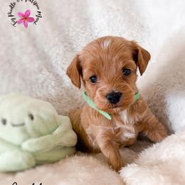 Cabbage - Apricot male Maltipoo puppy in Kula, Hawaii from Toy Poodle & Maltipoo Maui