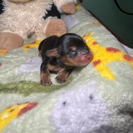 Valor - Black and tan male Dachshund puppy in Littlestown, Pennsylvania from Little Kisses Doxies