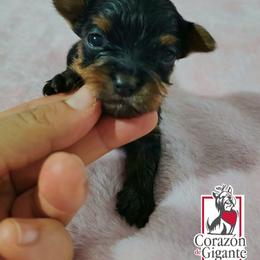 Thanos - Black and gold male Yorkshire Terrier puppy in California from Corazon de gigante