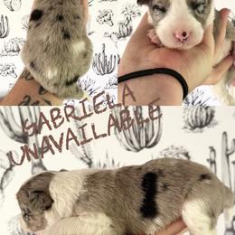 Gabriela - Blue merle female Border Collie puppy in Sanger, California from Flying M Cactus Ranch Buddies