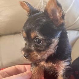Yorkshire Terriers from Courtney’s Darling Yorkies