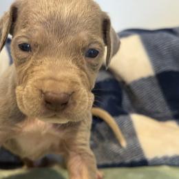 Christian - Silver male Great Dane puppy in Hutchinson, Kansas from Dappled Danes