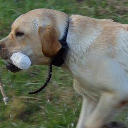 Labrador Retrievers from Gifford Ranch Labradors