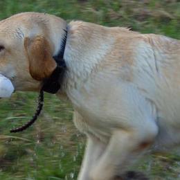 Labrador Retrievers from Gifford Ranch Labradors