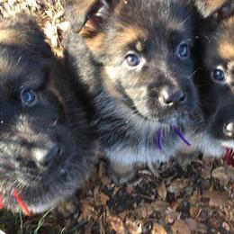German Shepherd Puppies from Morgen Haus Shepherds