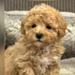 Assorted Doodle Crosses puppies from IDREAMOFPUPPIES