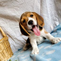 Beagle Puppies from Rosehaven Homestead