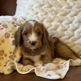 Cockapoo and Goldendoodle Puppies from Cockadoodle Poo Puppies
