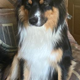 Australian Shepherd Puppies from Raining Ice Kennels/program on hold