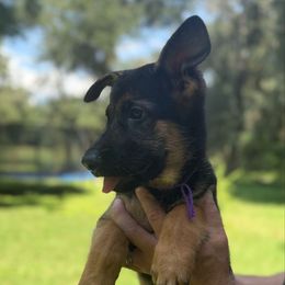 Jane - Black and tan female German Shepherd puppy in Florida from Best Shepherds
