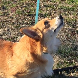 LINDA - Pembroke Welsh Corgi