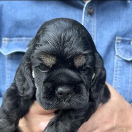 Cocker Spaniel Puppies from Belive in Dreams Cockers