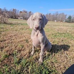 Weimaraner Puppies from So-IN Weimaraner's