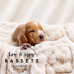 Squidward - Mahogany and white male Basset Hound puppy in Tollesboro, Kentucky from Low and Slow Bassets