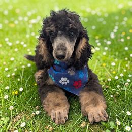 Heimdoll - Phantom male Poodle puppy in Magnolia, Texas from Celestial Jewels Poodles