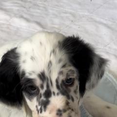 Cary - Blue belton English Setter puppy in New Windsor, Maryland from Ambush Kennel