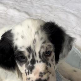 Cary - Blue belton English Setter puppy in New Windsor, Maryland from Ambush Kennel