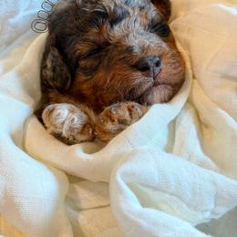 Mary Jane - Merle female Goldendoodle puppy in Spring Hill, Florida from Parisian Puppies