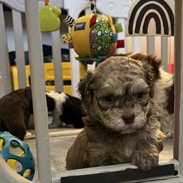 Fawn Sable Silver Points MALE - Fawn sable male Havanese puppy in Monahans, Texas from Homeward Havanese, LLC