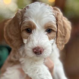 Blitz - Parti male Goldendoodle puppy in Escalon, California from Miley&Co.