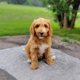 Snickers - Apricot male Australian Labradoodle puppy in Harrisonburg, Virginia from Crown Doodles