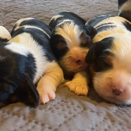 Cavalier King Charles Spaniels from Marcie's Spaniels