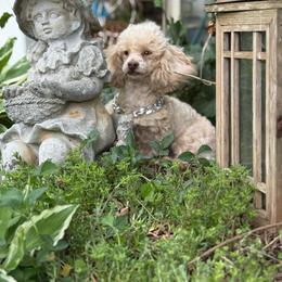 Rolls Royce - Cream male Poodle puppy in Taylorsville, North Carolina from SilverLining highlands and hounds