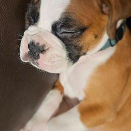 DARK GREEN COLLAR - Fawn male Boxer puppy in Gloucester, Virginia from Keen Boxers