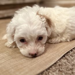 Cavapoos, Cockapoos, Goldendoodles, and Poodles from Pucci Pawfect Doodles