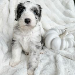Old English Sheepdog and Sheepadoodle Puppies from The Great White Fluffalo