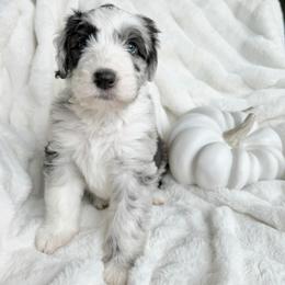 Old English Sheepdog and Sheepadoodle Puppies from The Great White Fluffalo