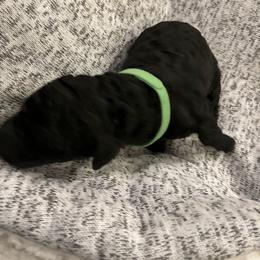 Lola - Australian Labradoodle puppy in Upper Marlboro, Maryland from Oodles of Doodles
