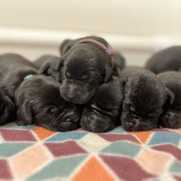 Labrador Retriever Puppies from Brush Creek Retrievers
