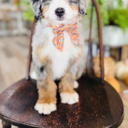 Bernedoodle, Cavapoo, and Goldendoodle Puppies from Royal doodles of Florida