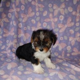 Lilly - Parti female Yorkshire Terrier puppy in Lapeer, Michigan from Puppy Kisses
