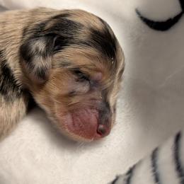 Boy 1 - Dapple male Dachshund puppy in Columbus, Ohio from Bumpkins Dachshunds