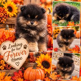 Black and Tan - Black and tan female Pomeranian puppy in Sonora, California from NorCal Pomeranians