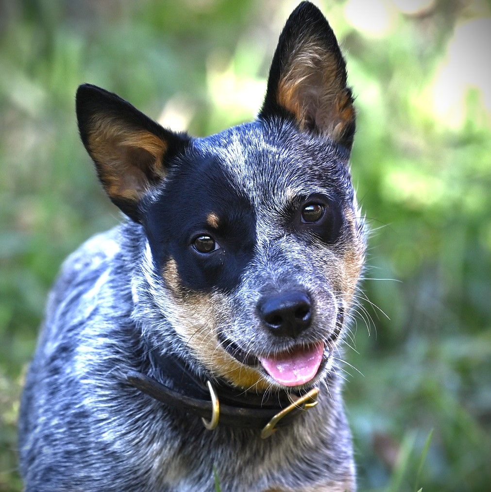 Blue Speckled Australian Cattle Dog