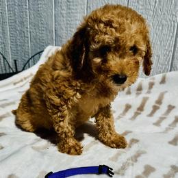 Purple collar - Red  female Goldendoodle puppy in Valdosta, Georgia from Fifth Day Farm